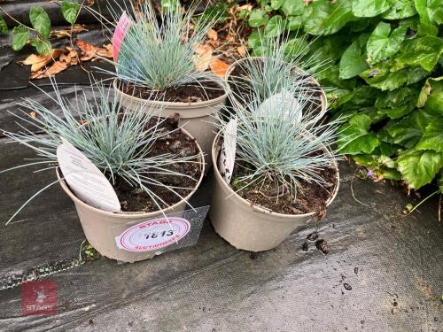 4 X FESTUCA ELIJAH BLUE