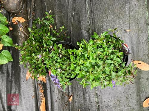 2 X VERONICA PENDUNCULATA OXFORD BLUE