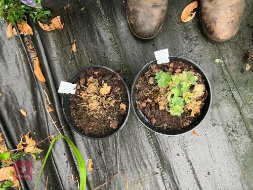 2 X ALCHEMILLA MOLLIS