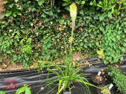 1 X KNIPHOFIA ICE QUEEN