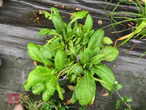 4 X PRIMULA JAPONICA