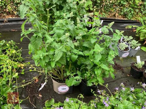 3 X UNKNOWN PLANTS