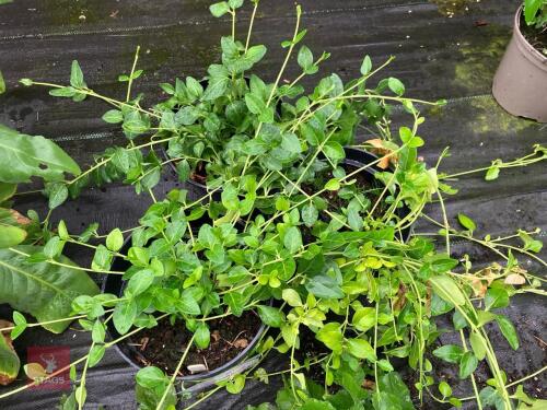 3 X VINCA DIFFORMIS