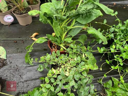 2 X MIXED PLANTS