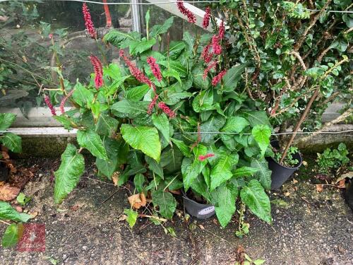 2 X MIXED PLANTS