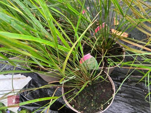 6 X STIPA ARUNDINACEA
