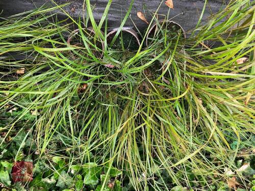 6 X STIPA ARUNDINACEA