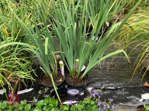 5 X IRIS SILVER EDGE