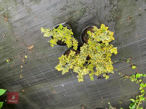 4 X EUONYMUS FORTUNEI EMERALD AND GOLD