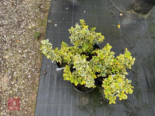 4 X EUONYMUS FORTUNEI EMERALD AND GOLD