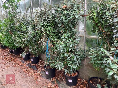 1 X ELAEAGNUS X EBBINGEI