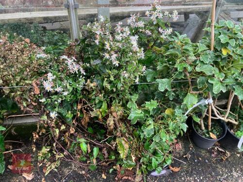 4 X ASTER DIVARICATUS