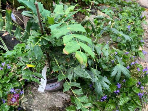 3 X MIXED SHRUBS