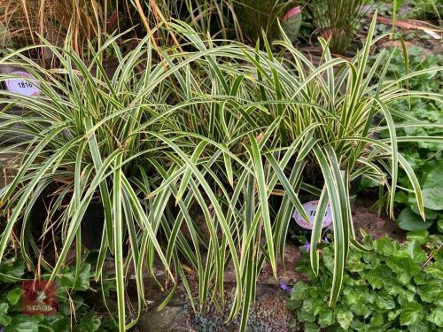 3 X CAREX FISHERS FORM