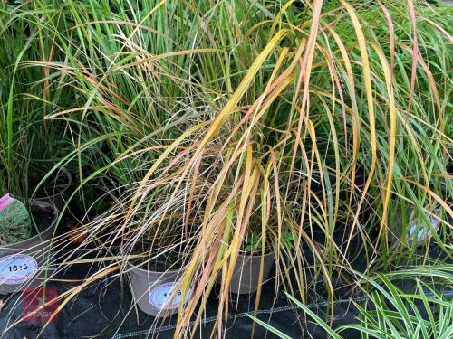 4 X STIPA ARUNDINACEA