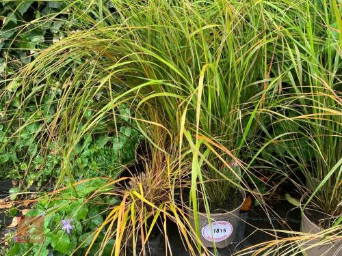 4 X STIPA ARUNDINACEA