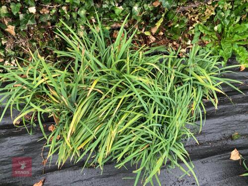 6 X SCHIZOSTYLIS OREGAN SUNSET