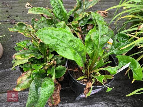3 X PULMONARIA BLUE ENSIGN