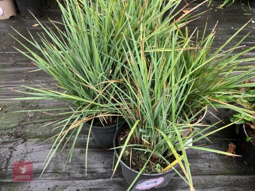 4 X DIANELLA IREVOLUTA BLUE STREAM