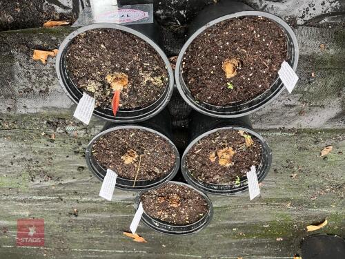 5 X BELLADONNA