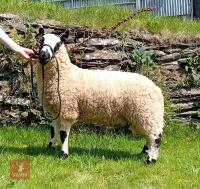 5MO PEDIGREE KERRY HILL RAM LAMB