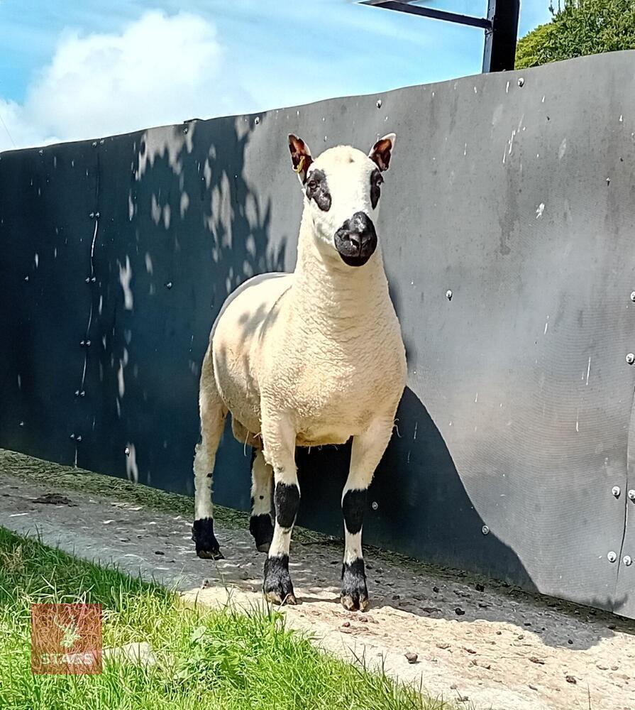 1YO PEDIGREE KERRY HILL SHEARLING RAM