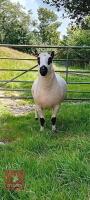 1YO PEDIGREE KERRY HILL SHEARLING RAM - 2