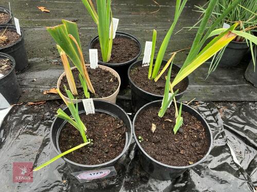 5 X YELLOW IRIS KITCHEN WINDOW