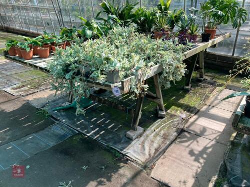TRESTLE PLANT TABLES