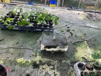 2 LARGE HEATED PROPAGATION TABLES - 11