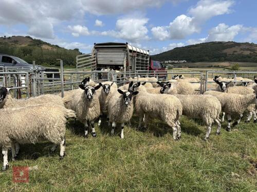 80 NORTH COUNTRY MULE EWE LAMBS BIDS PER LIFE