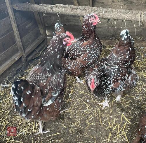 3 SPECKLED SUSSEX POL PULLETS BIDS PER LIFE