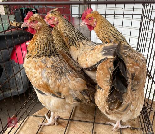2 LEGBAR X BUFF SUSSEX POL PULLETS BIDS PER LIFE