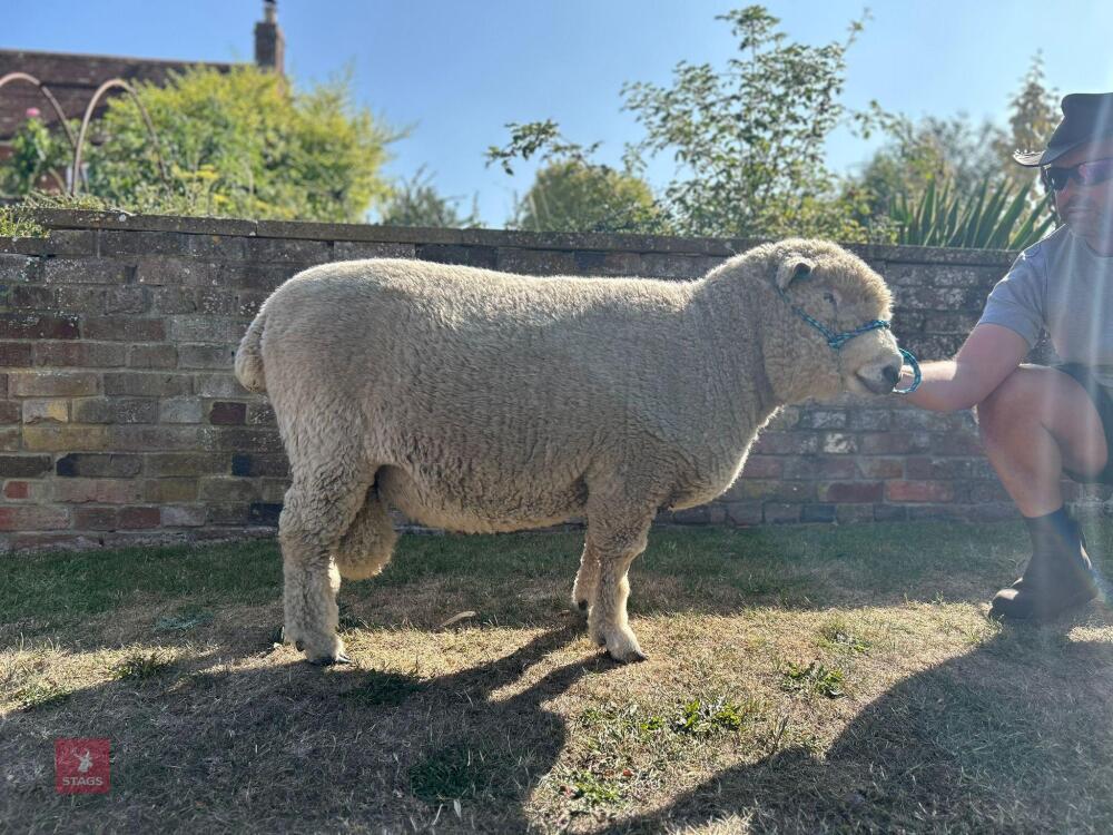 3YO PEDIGREE RYELAND RAM