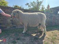 3YO PEDIGREE RYELAND RAM - 2