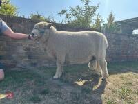 3YO PEDIGREE RYELAND RAM - 3