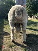 3YO PEDIGREE RYELAND RAM - 5