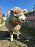 3YO PEDIGREE RYELAND RAM - 6