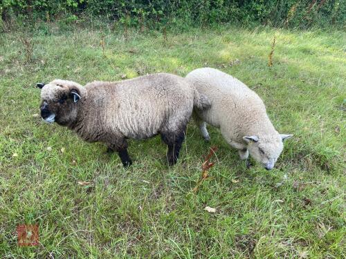 2 PUREBRED RYELAND EWE LAMBS BIDS PER LIFE