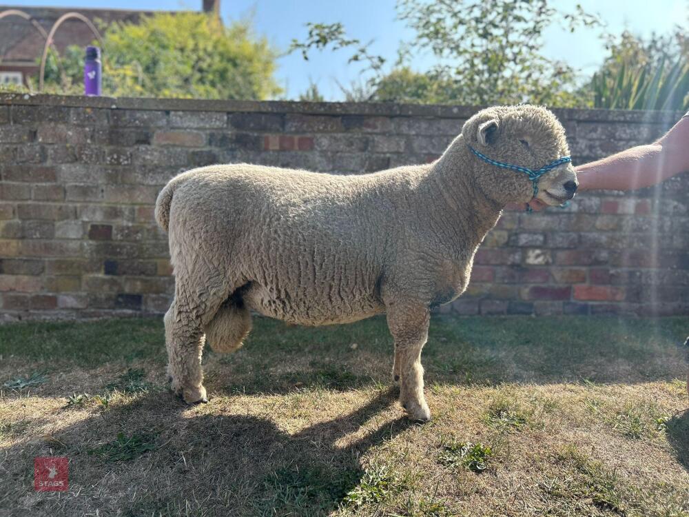 1YO PEDIGREE RYELAND RAM