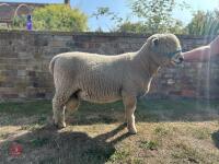 1YO PEDIGREE RYELAND RAM