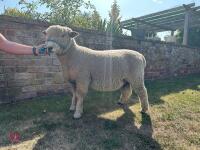 1YO PEDIGREE RYELAND RAM - 2