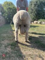 1YO PEDIGREE RYELAND RAM - 3