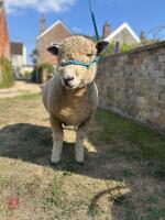 1YO PEDIGREE RYELAND RAM - 4