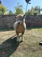 1YO PEDIGREE RYELAND RAM - 5