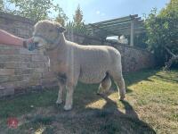 1YO PEDIGREE RYELAND RAM - 6