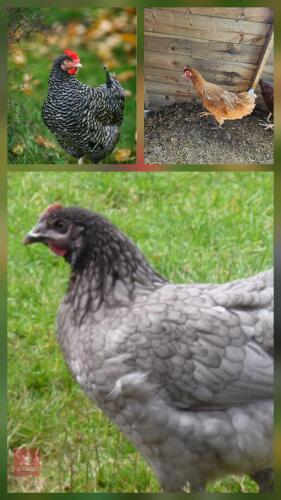 6 MIXED HENS BIDS PER LIFE