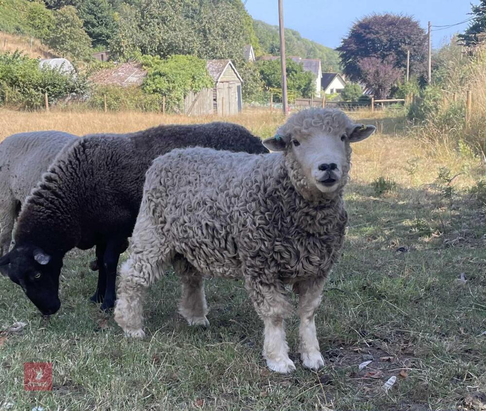 1YO DEVON & CORNWALL LONGWOOL RAM