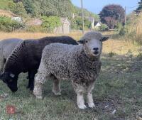 1YO DEVON & CORNWALL LONGWOOL RAM