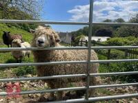 1YO DEVON & CORNWALL LONGWOOL RAM - 2